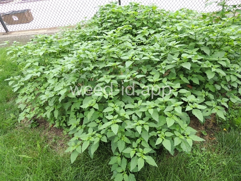 nightshade, eastern black